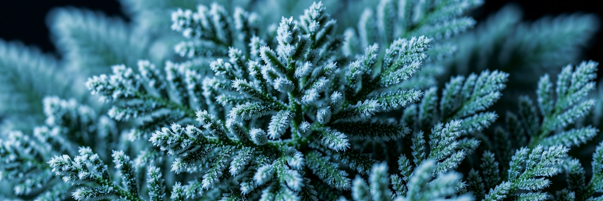 Botanische Reinheit und Struktur